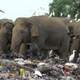 Wild elephants scavenge for food at an open landfill with birds sitting on their backs. Piles of waste is visible in the foreground.